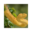 Snakes Wallpapers New Tab Theme