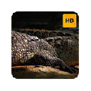 Crocodile Wallpaper HD New Tab Theme