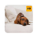 Dachshund Wallpaper HD New Tab Theme