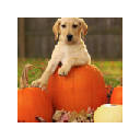 Labrador Retriever New Tab