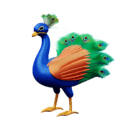 Peacock Bird HD Wallpapers