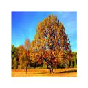 Tree Themes & New Tab Tree Themes & New Tab