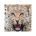 Leopard Wallpapers New Tab