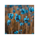 Little Flowers HD Wallpapers Floral Theme Little Flowers HD Wallpapers Floral Theme