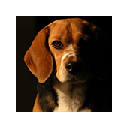 Beagle Wallpapers HD Theme