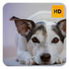 Jack Russel Wallpaper HD New Tab Theme Jack Russel Wallpaper HD New Tab Theme