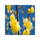 Yellow Flowers FullHD New Tab Wallpapers Yellow Flowers FullHD New Tab Wallpapers