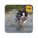 Sheep Dog Wallpaper HD New Tab Theme Sheep Dog Wallpaper HD New Tab Theme
