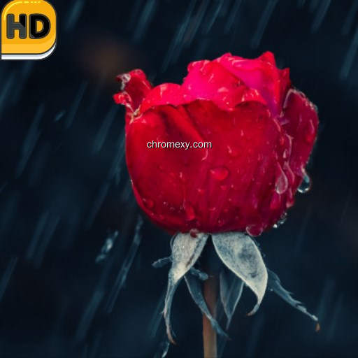 Rose Wallpaper HD New Tab Theme