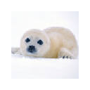 Baby Seals Wallpapers New Tab Theme
