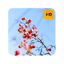 Cherries Wallpaper HD New Tab Theme