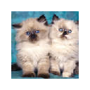 Cats Animated Gifs Cats Animated Gifs