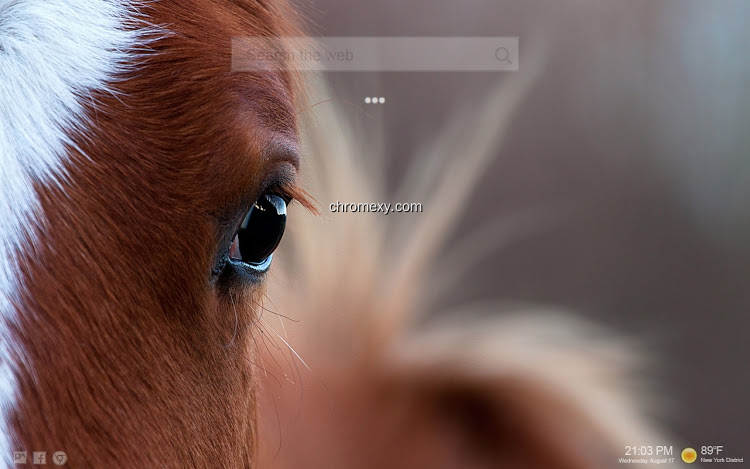 【图】Horse Wallpaper HD Custom New Tab(截图 1)