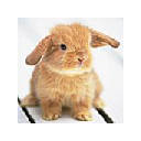 Bunnies New Tab & Themes
