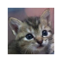 Kitten Around!