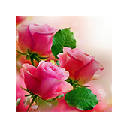 Roses Wallpapers Roses New Tab HD Roses Wallpapers Roses New Tab HD