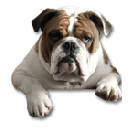 Bulldog HD Wallpapers Dogs and Puppies Theme