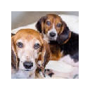 Beagles Wallpapers New Tab Theme