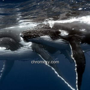 Whales HD Wallpaper New Tab Theme Whales HD Wallpaper New Tab Theme