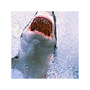 Shark New Tab Shark Wallpapers