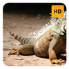 Iguana Wallpaper HD New Tab Theme Iguana Wallpaper HD New Tab Theme