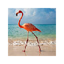 Flamingo Wallpapers Flamingo New Tab HD