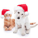 Christmas Kittens and Puppies HD Wallpapers