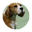比格猎犬 高清 流行壁纸 新标签主题