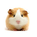 Guinea Pig – New Tab in HD