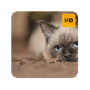 Siamese Cats Wallpaper HD New Tab Theme©
