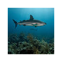 Underwater Ocean Wallpaper for New Tab