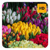 Tulips Wallpaper HD New Tab Theme©