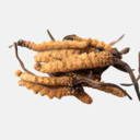 YarsaGumba HD Wallpapers