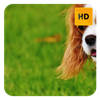 Spaniel Wallpaper HD New Tab Theme