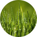 Grass Wallpaper New Tab