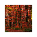 Autumn Forest HD Wallpapers Tab Theme