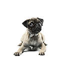 Pugs Wallpapers FullHD New Tab