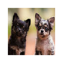 Puppies Wallpapers HD for New Tab Puppies Wallpapers HD for New Tab