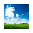 Summer Fields
