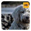 Poodle Wallpaper HD New Tab Theme Poodle Wallpaper HD New Tab Theme