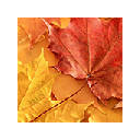 Leaves Wallpapers NewTab Theme
