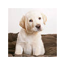 Puppies Animals Wallpapers FullHD New Tab