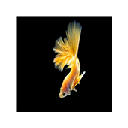 goldfish Themes & New Tab