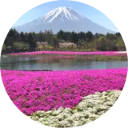 Fuji Shibazakura Festival Wallpaper New Tab