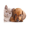 Kittens and Puppies New Tab HD Theme