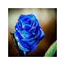 Blue Rose Wallpapers for New Tab Blue Rose Wallpapers for New Tab