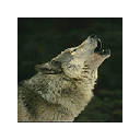 Wolf Wallpapers FullHD New Tab