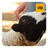 Sheep Dog Wallpaper HD New Tab Theme Sheep Dog Wallpaper HD New Tab Theme