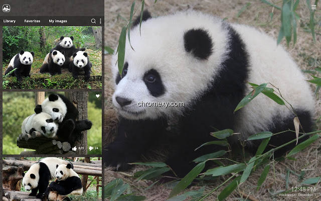 【图】My Panda – Lovely Pandas & Bears Wallpapers(截图2)
