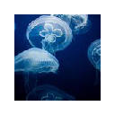 Jellyfish – New Tab in HD Jellyfish – New Tab in HD